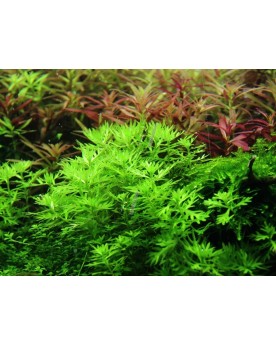 Hottonia Palustris 1-2 Grow!